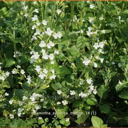 Calamintha sylvatica 'Menthe'