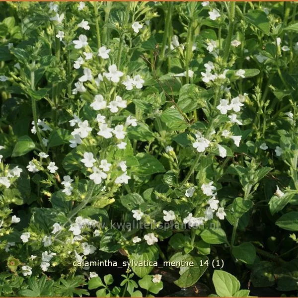 Calamintha sylvatica 'Menthe'