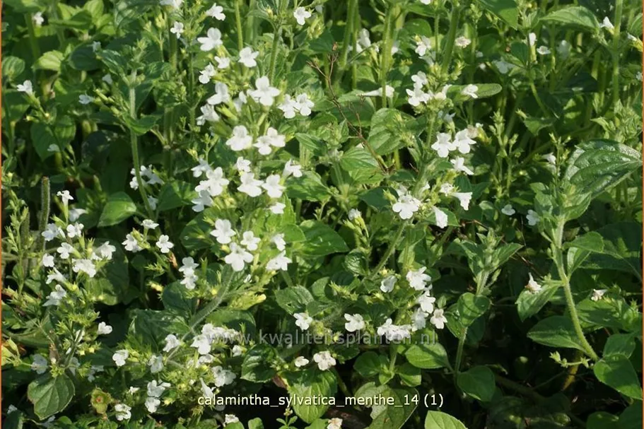 Calamintha sylvatica 'Menthe'