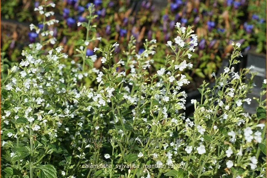 Calamintha sylvatica 'Menthe'