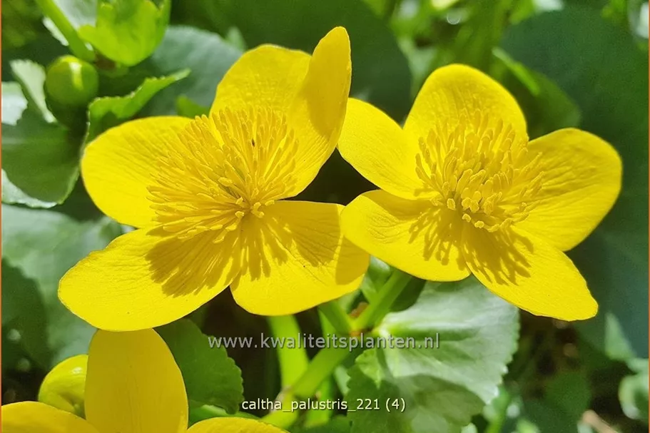 Caltha palustris