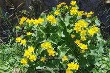Caltha palustris