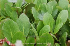 Bergenia cordifolia 'Dragonfly Sakura'