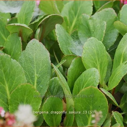 Bergenia cordifolia 'Dragonfly Sakura'