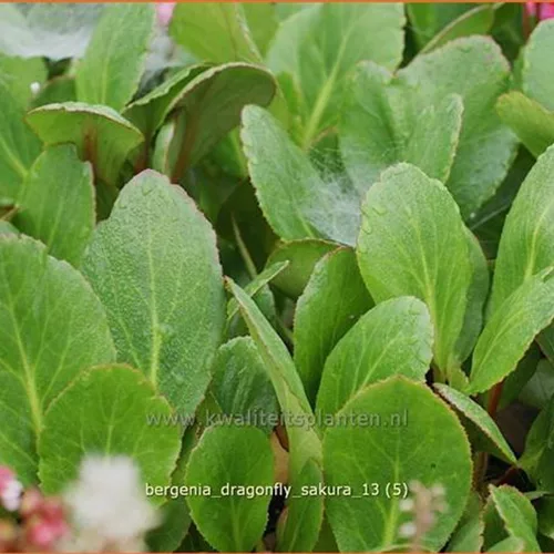Bergenia cordifolia 'Dragonfly Sakura'