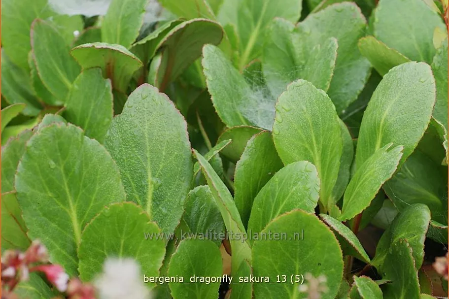 Bergenia cordifolia 'Dragonfly Sakura'