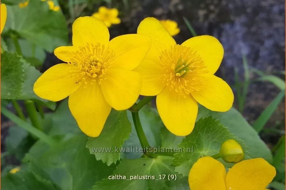 Caltha palustris