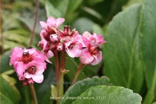 Bergenia cordifolia 'Dragonfly Sakura'