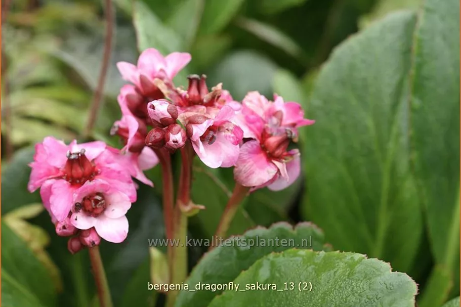 Bergenia cordifolia 'Dragonfly Sakura'