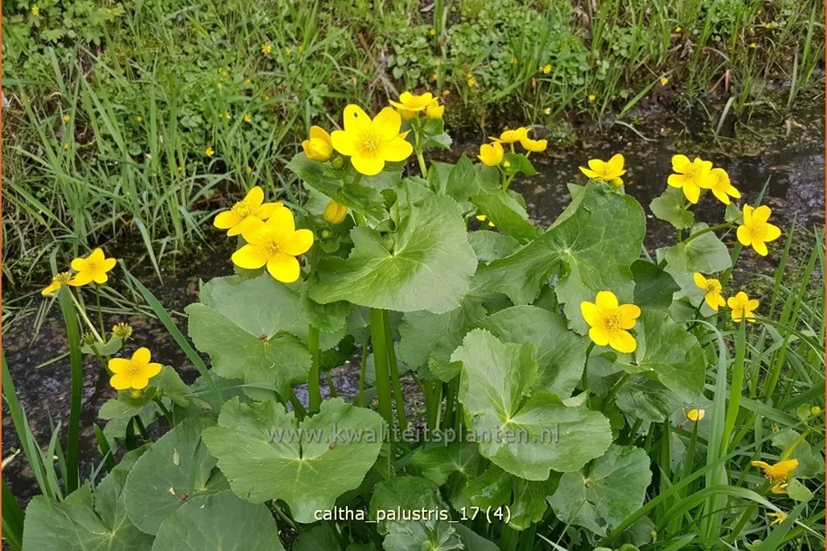 Caltha palustris