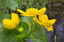 Caltha palustris