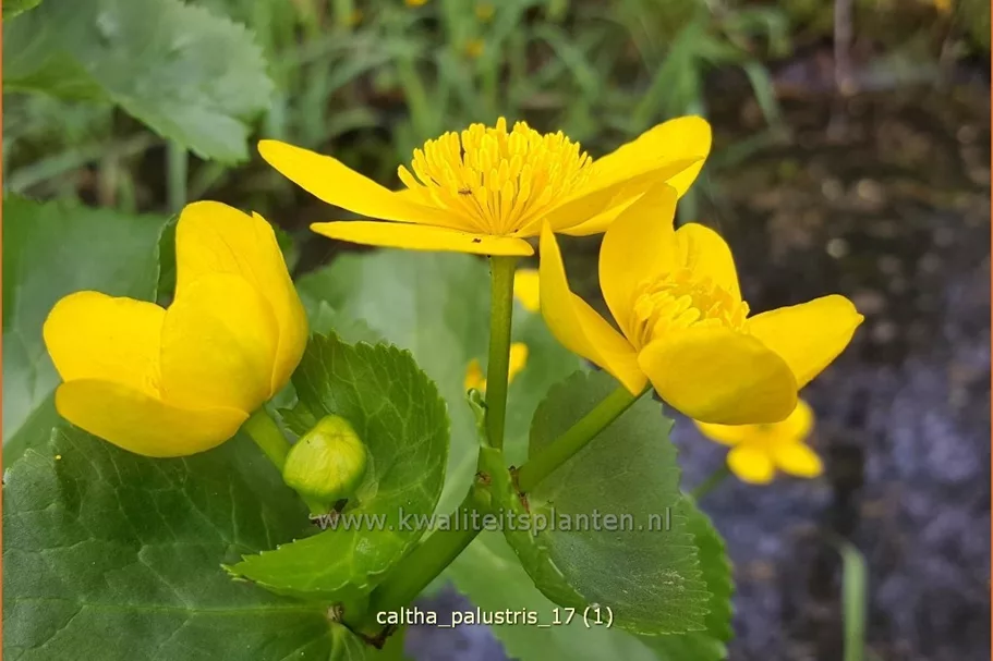 Caltha palustris