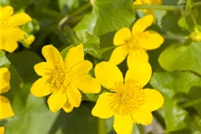 Caltha palustris
