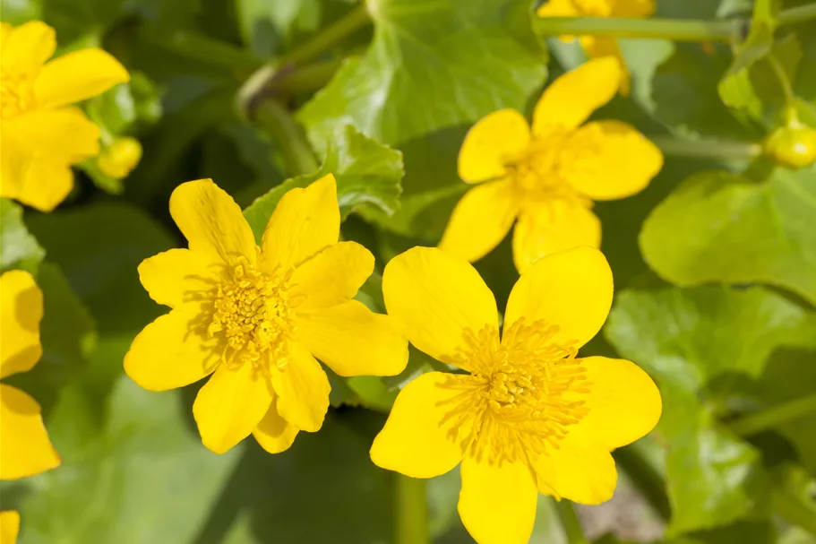 Caltha palustris