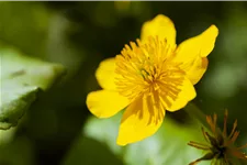 Caltha palustris