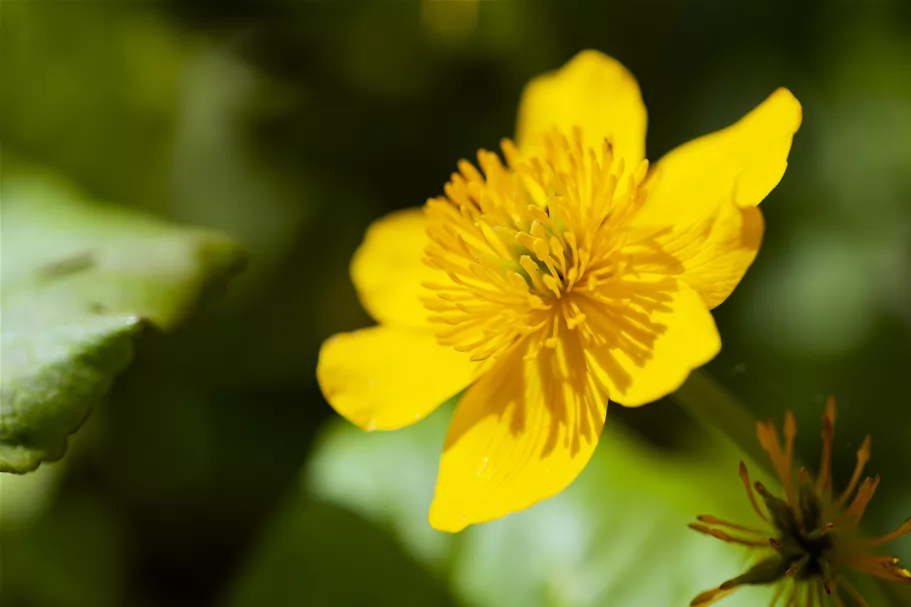 Caltha palustris