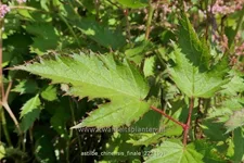 Astilbe chinensis 'Finale'