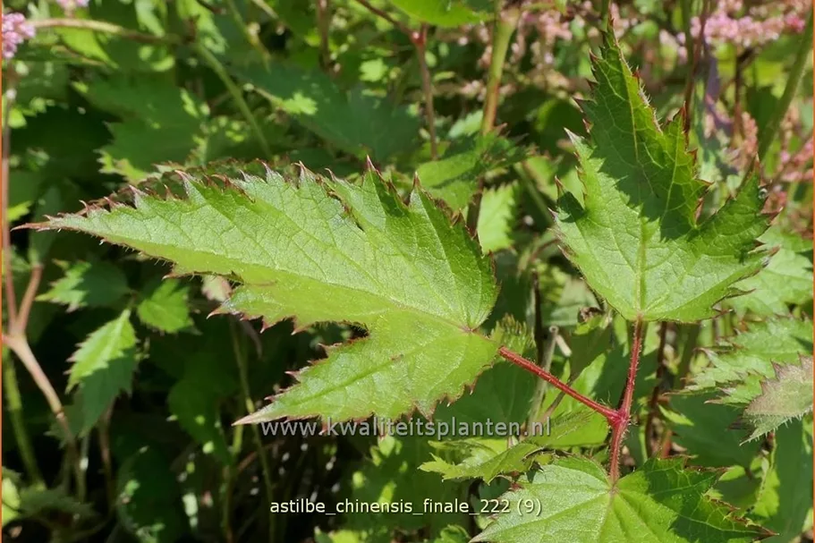 Astilbe chinensis 'Finale'
