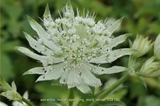 Astrantia major 'Sparkling Stars White'