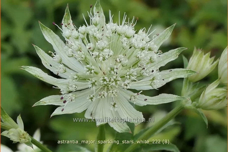 Astrantia major 'Sparkling Stars White'