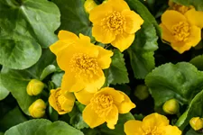 Caltha palustris
