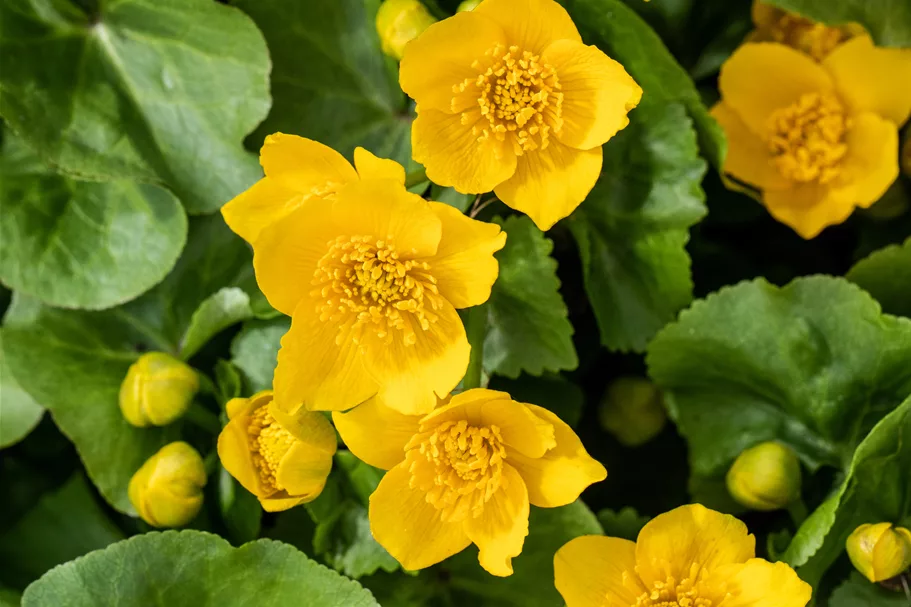Caltha palustris