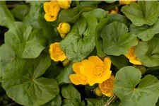 Caltha palustris