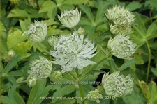 Astrantia major 'Sparkling Stars White'