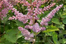 Astilbe chinensis 'Finale'