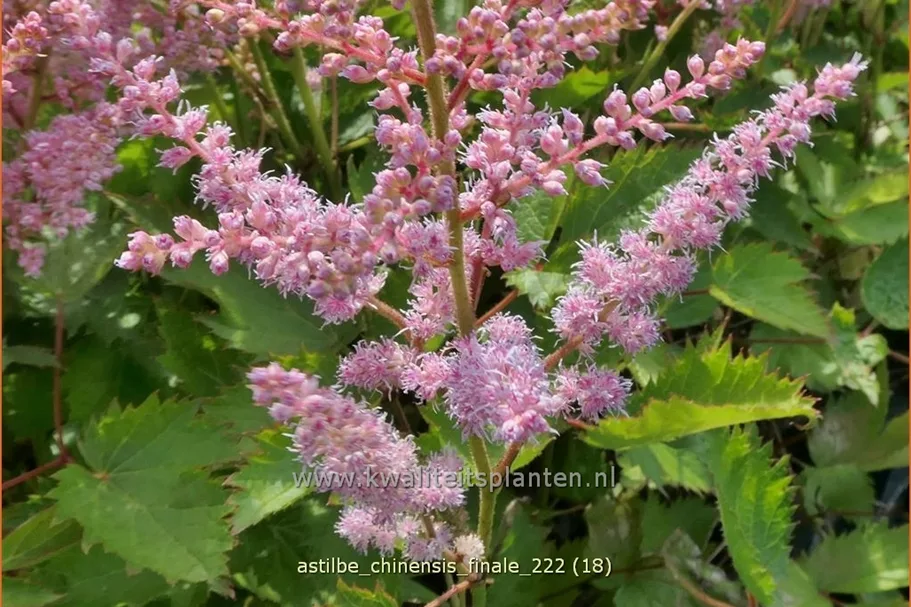 Astilbe chinensis 'Finale'