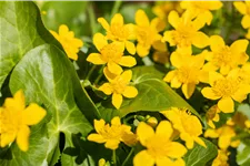 Caltha palustris