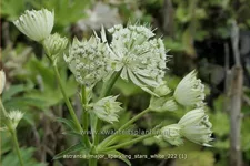 Astrantia major 'Sparkling Stars White'