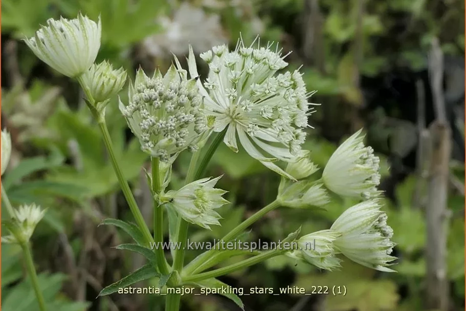 Astrantia major 'Sparkling Stars White'