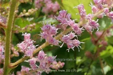 Astilbe chinensis 'Finale'