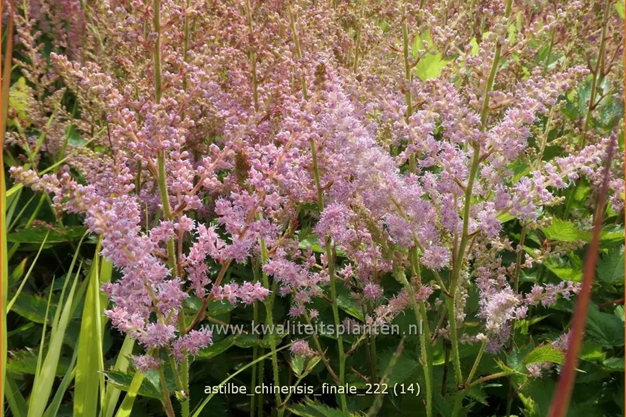 Astilbe chinensis 'Finale'