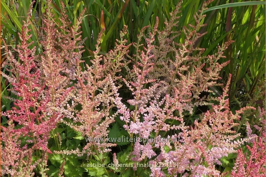 Astilbe chinensis 'Finale'