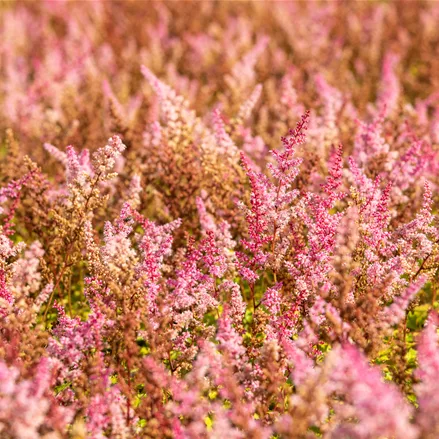 Astilbe chinensis 'Finale'