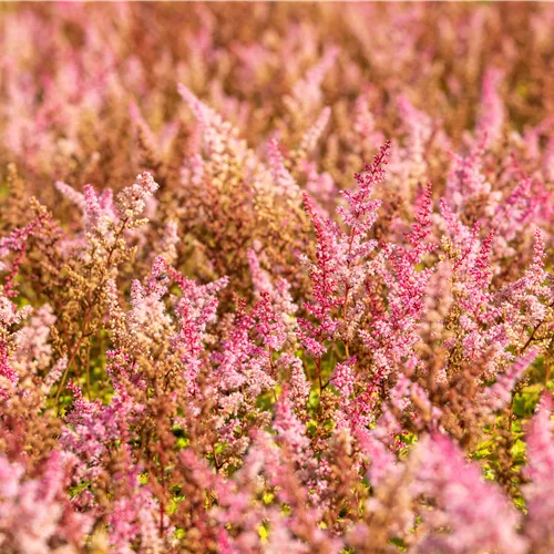 Astilbe chinensis 'Finale'