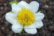 Caltha palustris var. alba