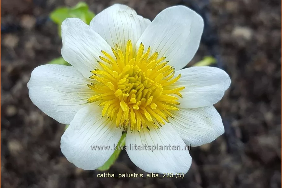 Caltha palustris var. alba