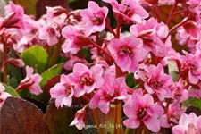 Bergenia cordifolia 'Flirt'®
