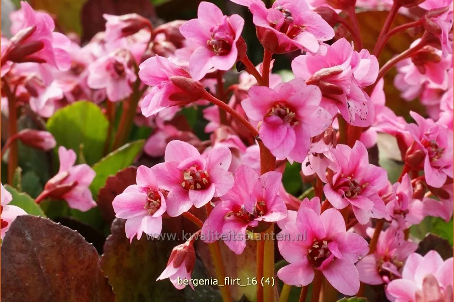 Bergenia cordifolia 'Flirt'®