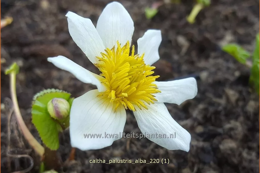 Caltha palustris var. alba