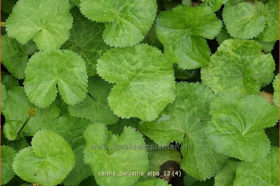 Caltha palustris var. alba