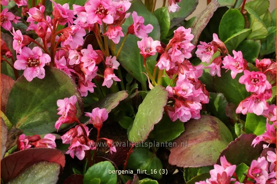 Bergenia cordifolia 'Flirt'®