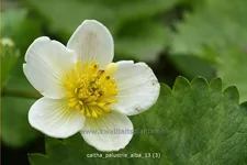 Caltha palustris var. alba