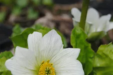 Caltha palustris var. alba