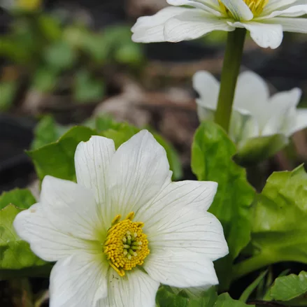 Caltha palustris var. alba