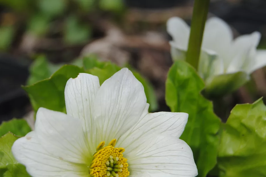 Caltha palustris var. alba