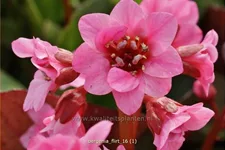 Bergenia cordifolia 'Flirt'®